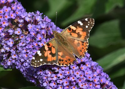 Painted Lady - Coverdale 03.08.2019