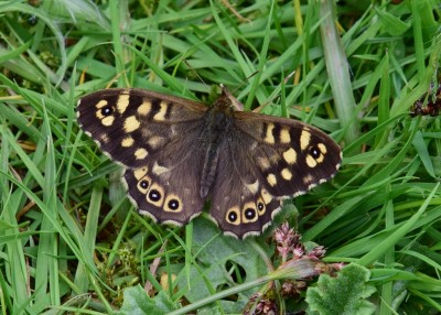 Speckled Wood - Coverdale 06.05.2021