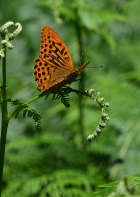 Silver-washed Fritillary male - Oversley Wood 08.07.2024