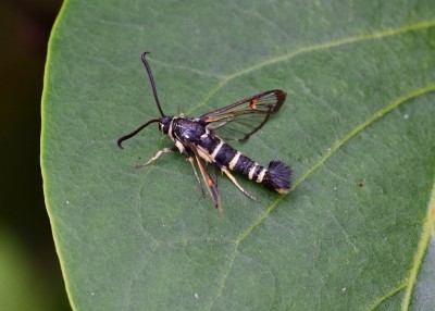 Yellow-legged Clearwing - Coverdale 19.06.2024