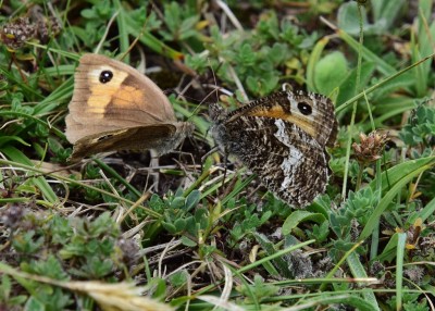 Grayling and Meadow Brown - Enys Head 07.08.2024