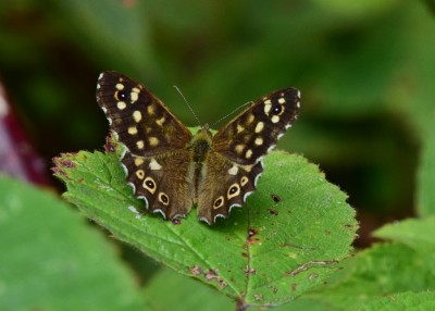 Speckled Wood - Langley Hall 20.08.2021