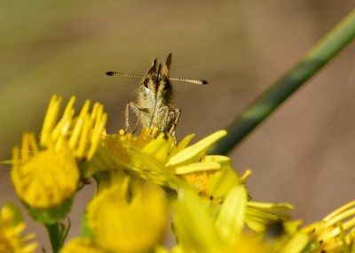 Essex Skipper - Wagon Lane 23.07.2024