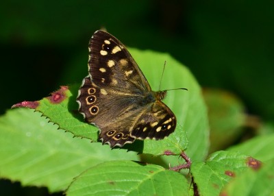 Speckled Wood male - Langley Hall 26.08.2021