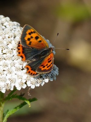 Small Copper - Osmington 01.09.2015