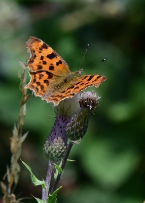 Comma - Wagon Lane 29.07.2024