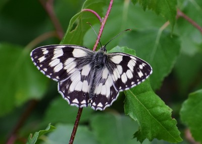 Marbled White - Snitterfield Bushes 06.07.2020