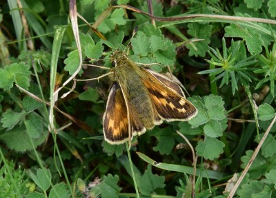 Silver-spotted Skipper female - Old Winchester Hill 29.08.2023