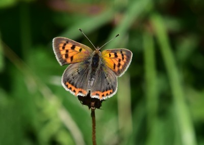 Small Copper - Blythe Valley 19.07.2023