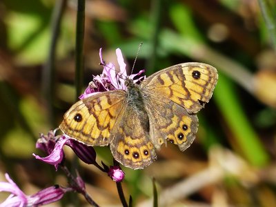 Wall Brown - The Lizard 02.06.2015