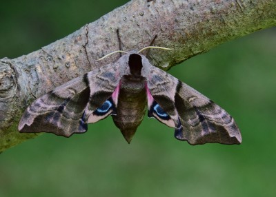 Eyed Hawk-moth female - larger abdomen and wings and slimmer antennae without the 'combs' that the males have.