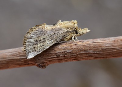 Pale Prominent - Coverdale 26.04.2020