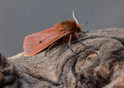 Ruby Tiger Moth - Coverdale 26.07.2021