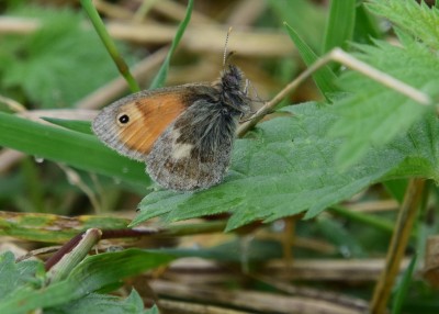 Small Heath - Osmington 03.09.2024