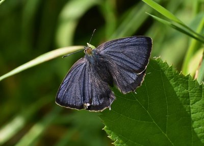 My first ever open wing male Purple Hairstreak - Oversley Wood 07.07.2019