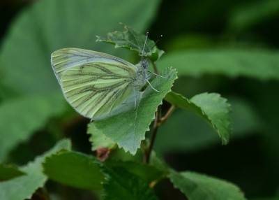 Green-veined White - Oversley Wood 08.07.2024