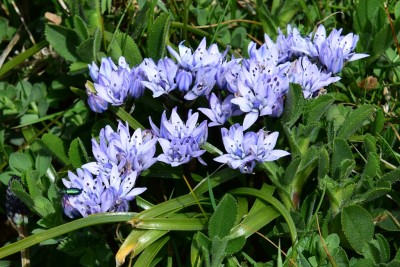 Spring Squill 19.05.2021.
