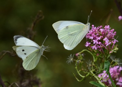 Large Whites - Lulworth Cove 04.09.2024