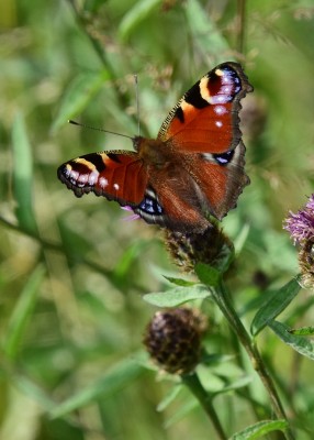 Peacock - Blythe Valley 31.07.2024