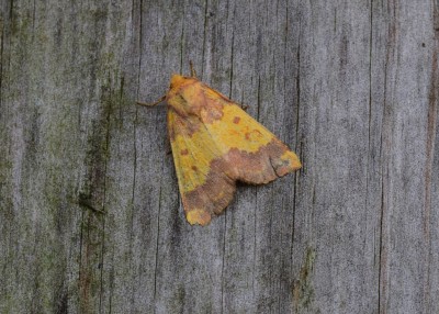 Barred Sallow - Coverdale 03.10.2022