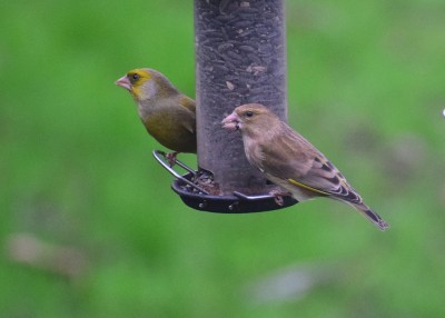 Greenfinch pair - Coverdale 02.02.2020