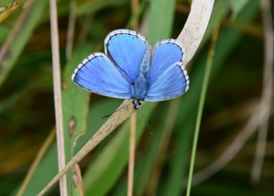 Adonis Blue - Osmington 03.09.2024