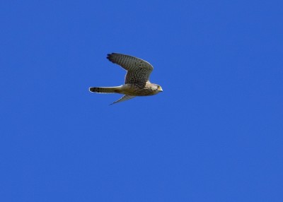 Watched this Kestrel hovering for a bit before it flew past us.