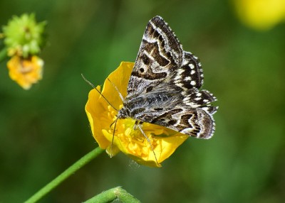 Mother Shipton - Sheldon Country Park 26.05.2020