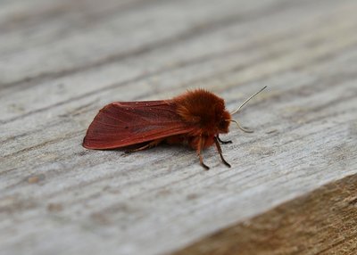 Ruby Tiger Moth - Coverdale 22.04.2019
