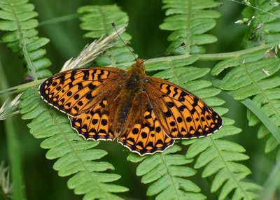 Dark Green Fritillary - Heddon Valley 24.06.2019