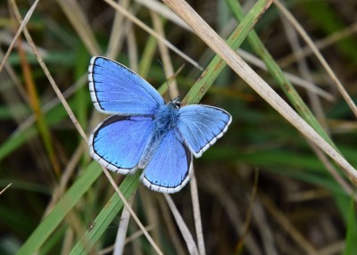 Adonis Blue - Bindon Hill 04.09.2024