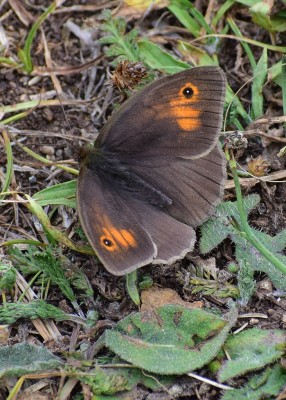 Meadow Brown male - Enys Head 01.08.2020