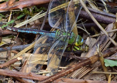 Emperor Dragonfly with Migrant Hawker prey - Grafton Wood 20.08.2020