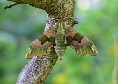 Lime Hawk-moth female - Coverdale 22.06.2024