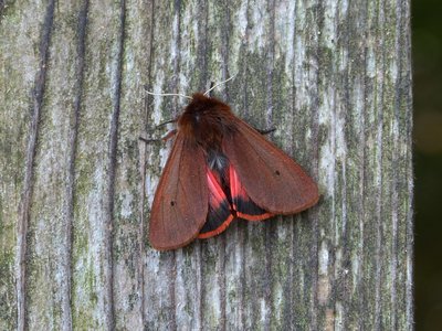 Ruby Tiger 28.05.2018. Quite a few of this lovely little member of the Tiger Moth family, up to half a dozen a night sometimes.