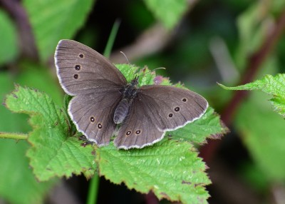 Ringlet - Bickenhill 02.07.2020