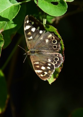 Speckled Wood - Langley Hall 16.09.2022