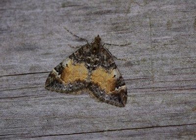 Common Marbled Carpet - Coverdale 19.05.2022