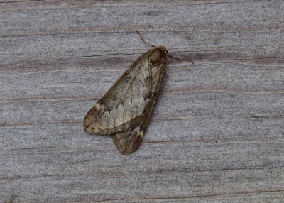 March Moth - Coverdale 21.02.2021