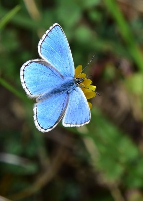 Adonis Blue - Bindon Hill 04.09.2024