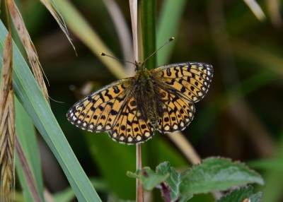 Small Pearl-bordered Fritillary - Enys Head 07.08.2024