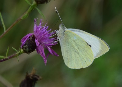 Large White - Osmington 03.09.2024