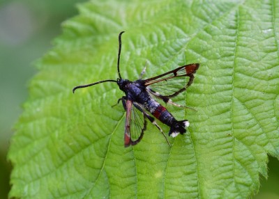 Red-tipped Clearwing - Coverdale 03.06.2023