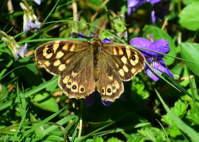 Speckled Wood female feeding on violet - Coverdale 24.04.2020