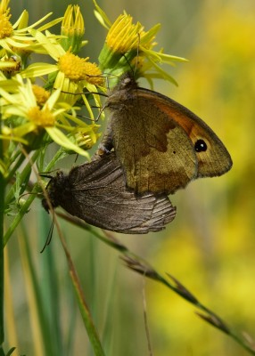 Meadow Brown pair - Wagon Lane 29.07.2024