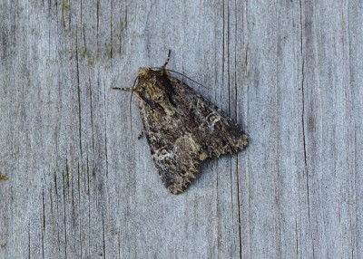 Small Clouded Brindle - Coverdale 09.06.2022