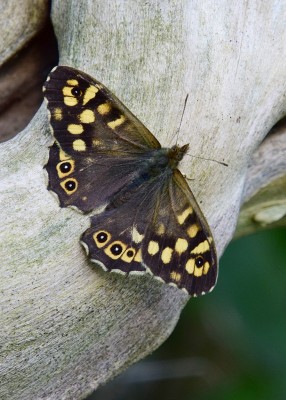 Speckled Wood male - Coverdale 23.04.2022