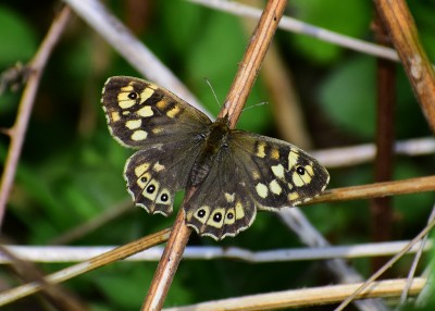 Speckled Wood female #1 - Coverdale 16.04.2020
