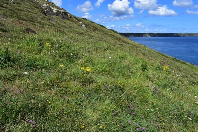 Grassy slope at Enys Head - 03.08.2020