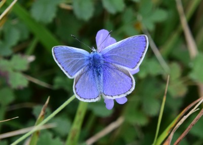 Common Blue - Bindon Hill 04.09.2024